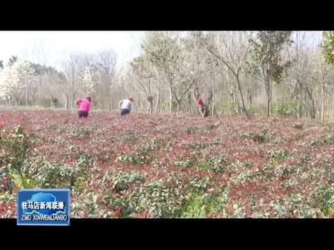 上蔡县和店镇花木种植成农民致富的支柱产业