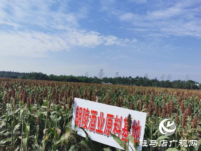 朗陵灌酒打造订单农业助农增收